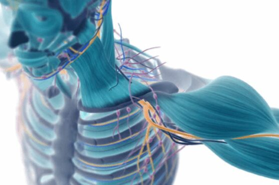 ¿Es el Cuerpo una Máquina?