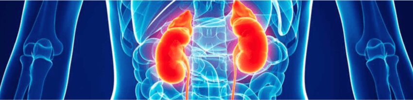 cuerpo humano con riñones