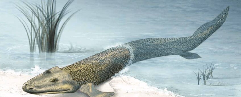 Inuit Tiktaalik articulo ¿que fue primero el huevo o la gallina?