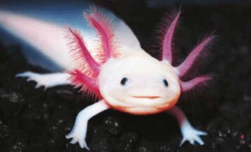 Axolote imagen en articulo ¿que fue primero el huevo o la gallina?