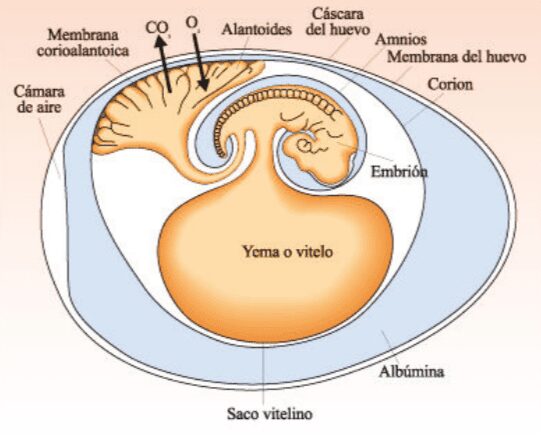 Huevo calcáreo