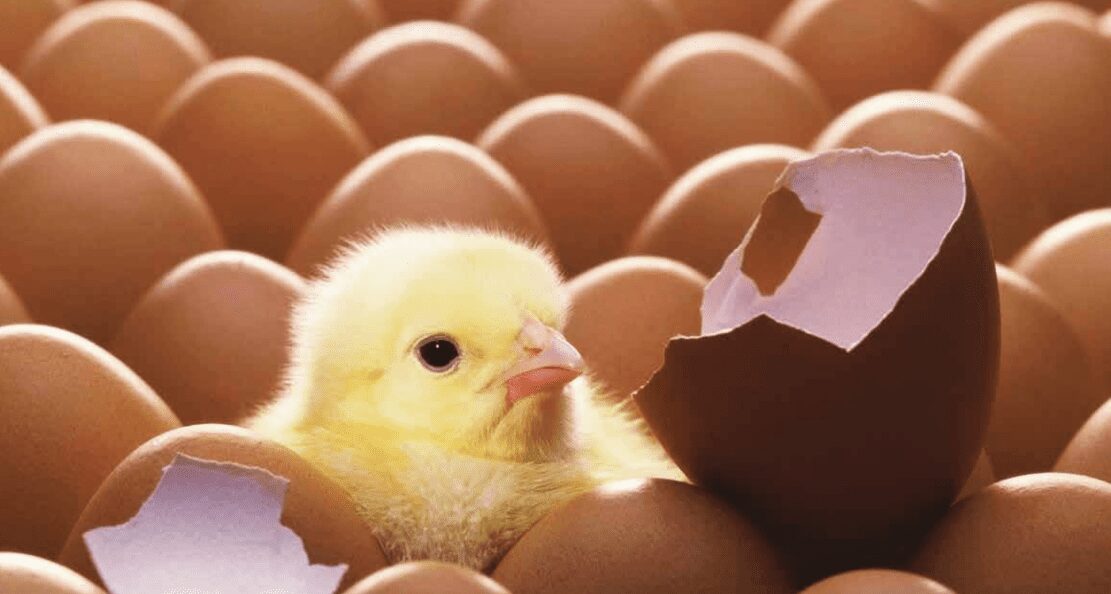huevos y pollos
