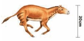Caballo prehistórico Evolución, Caballos y Curiosidad