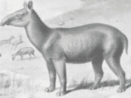 Anchitherium