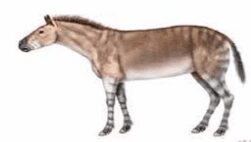 Anchitherium
