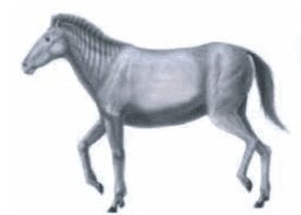 Hipparion