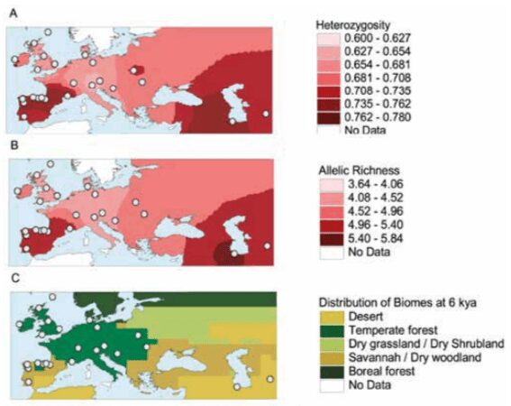 La alta diversidad de caballos europeos refleja la distribución de campos abiertos en el holoceno medio. Evolución, Caballos y Curiosidad