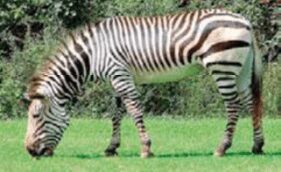 Equus zebra