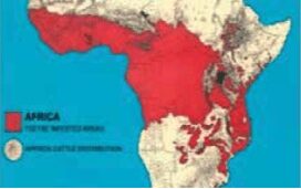 Área infestada por mosca Tse-tse en rojo. Evolución, Caballos y Curiosidad