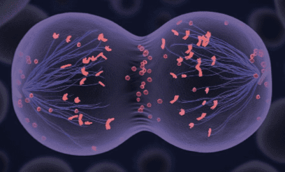 Como crecer a un ser humano