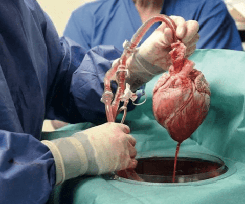 Como crecer a un ser humno